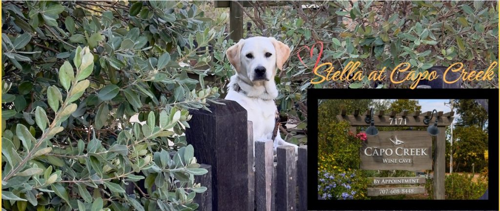 July 2025: A New Kind of Wine Club: Flexibility, Choice, and Collaboration between Capo Creek and WC