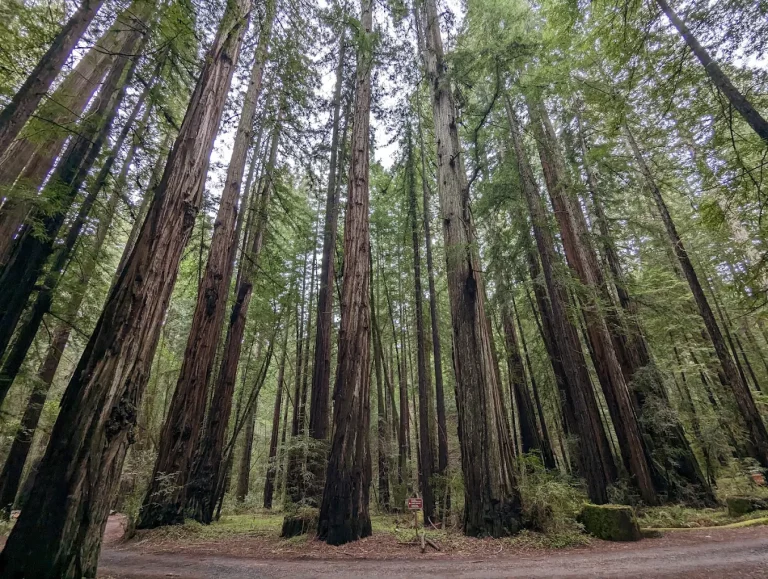 Things to Do in Sonoma County Besides Wine