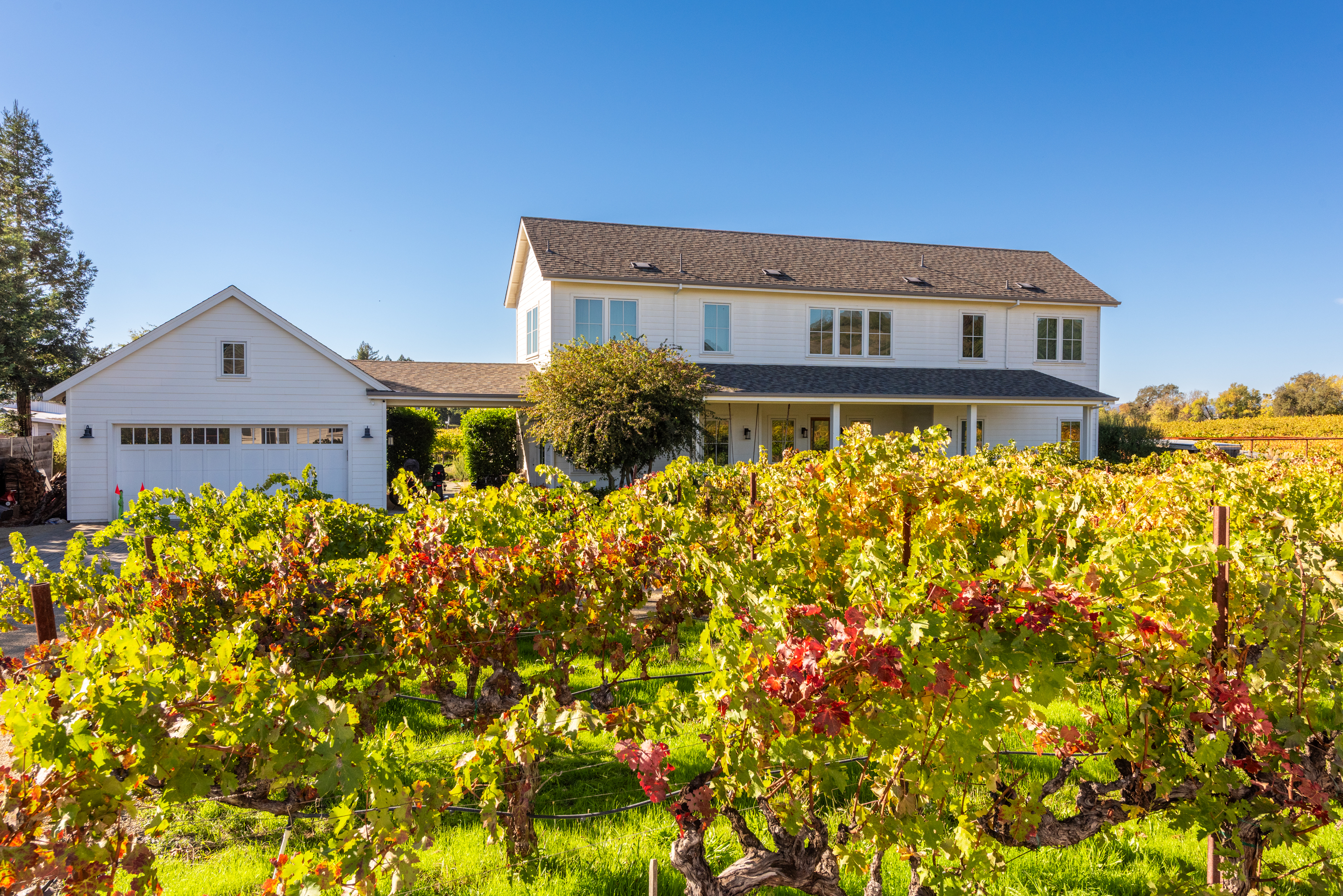 Vineyard Daydream | Photo 2