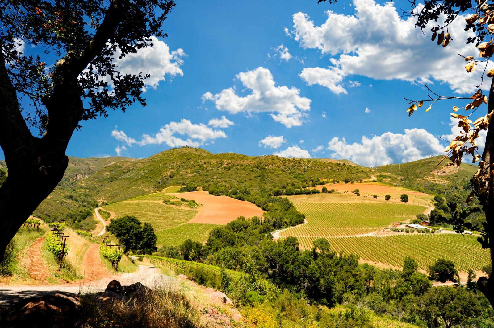 Rolling hills with vineyards and fields under a bright blue sky dotted with fluffy white clouds, framed by leafy trees. A dirt path curves through the lush countryside.