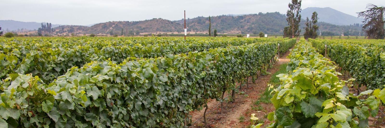 Rows of green grapevines stretch across a vineyard with hills and trees in the background under a cloudy sky.